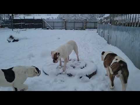 Carpen Diaz Yamina 2 years old