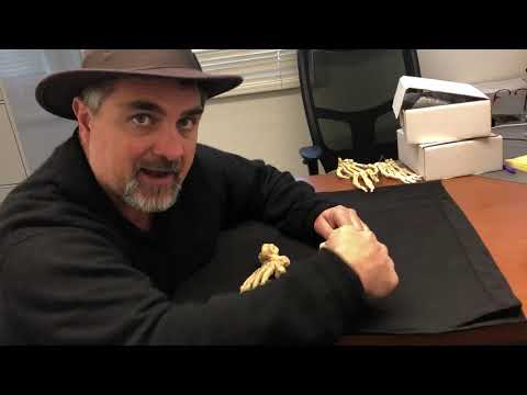 Bipedalism: The Foot