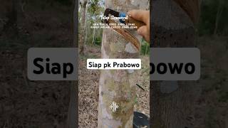 Download lagu Story petani karet janji Prabowo #prabowo #storywa #petani #prabowopersatuanindonesia mp3 Download lagu Story petani karet janji Prabowo #prabowo #storywa #petani #prabowopersatuanindonesia mp3