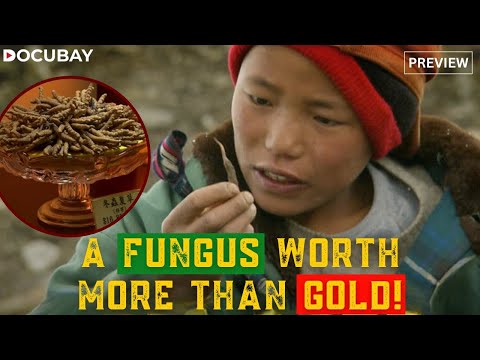 Yarsagumba: A Caterpillar-Fungus Known As The 'Himalayan Viagra' | Himalayan Gold Rush
