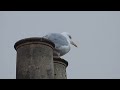Herring Gull Resting On Chimney Pot