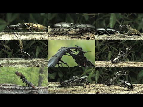 クワガタ王座決定戦