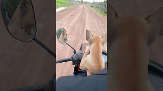 ជិះម៉ូតូដើរលេង