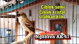 Download lagu Suara ciblek kristal Gacor nembak ngebren ak 47 mp3