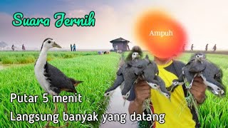 Download lagu SUARA PIKAT RUAK RUAK TERBAIK 2024 SUARA JERNIH mp3