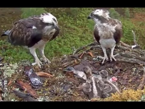 Talons and tantrums, feathers and fins: Loch Arkaig Osprey family highlights Season Three 2019