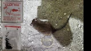 Download lagu Racun tikus paling ampuh berhasil mp3