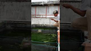Download lagu WHEN THE YELLOW CATFISH EATS THE FISHING HOOK WHILE FISHING IN THE POND mp3
