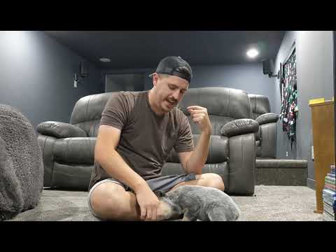 Smokey Training Series: blue heeler puppy training Ep 1, sit, down, roll over, touch, etc