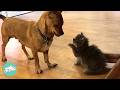 Kitten Thinks She's A Dog And Teaches Foster Pups To Wrestle | Cuddle Buddies