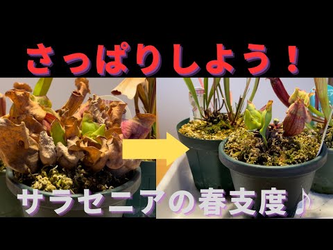 ヘピアルサラダワームを殺す製品は何ですか