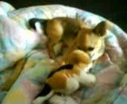 Amarni (like what den parre en bamse? -.-)