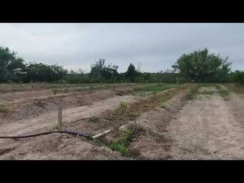 Finca zum verkauf in Albalat de la Ribera - FIN_1467