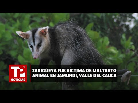 Zarigüeya fue víctima de maltrato animal en Jamundí, Valle del Cauca | 24.04.24 | TPNoticias