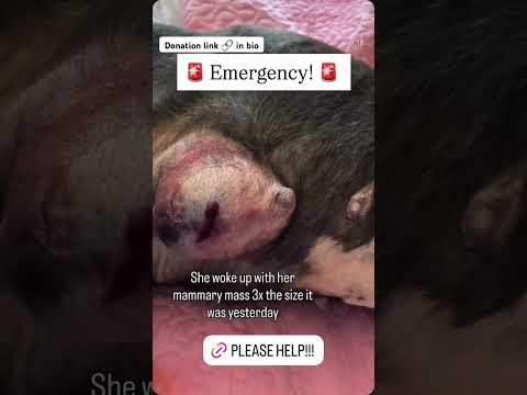 Can you help our rescue dogs⁉️🥺Link in our bio🫶 #amazon #rescuedog #chihuahua #shelter #florida