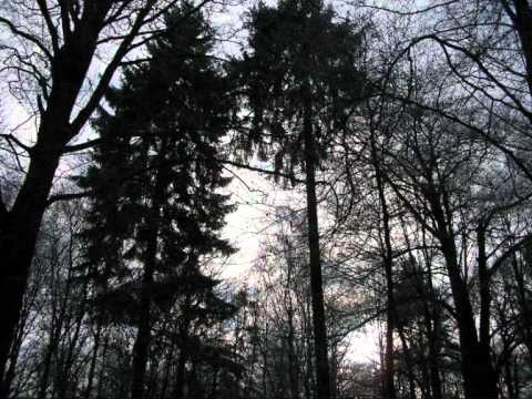 Nocturnal - Throne of a Dying Essence