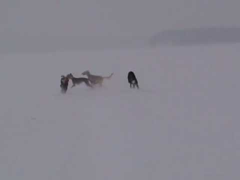 Al-Yasamin Adiba and friends