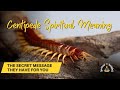 Centipede Spiritual Meaning – The Secret Message They Have for You