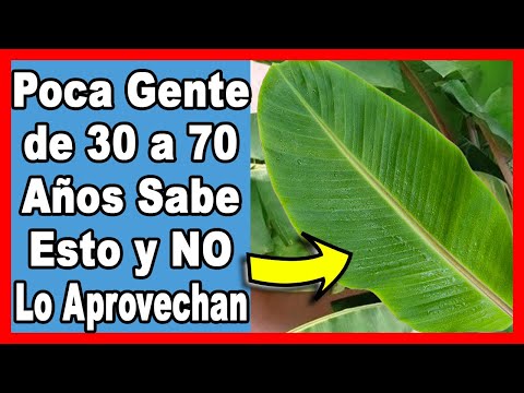 , title : 'Hojas de Plátanos ¡Remedio Sagrado que muy Poca Gente Conoce! Y es 100% Natural!!'