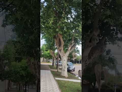 cañada Rosquin Santa fe argentina