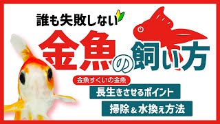 【金魚の飼い方】 初心者でもわかる 失敗しない金魚の飼育方法やおすすめアイテムを紹介!金魚すくいの金魚を長生きさせるポイントや掃除・水換えのやり方も解説