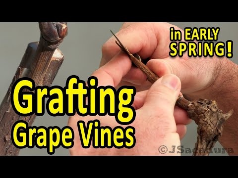 , title : 'Grafting Grape Vines in EARLY SPRING | Best GRAFTING TECHNIQUES for GRAPES'