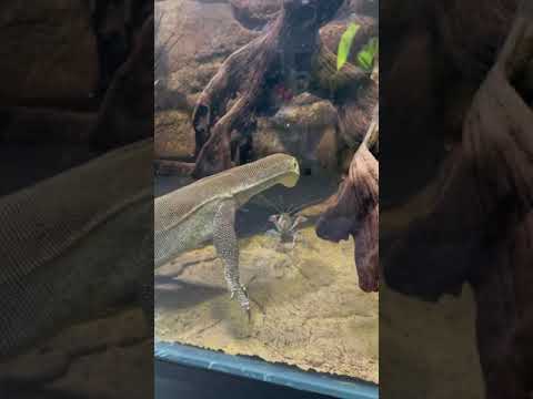 Aquatic Monitor Lizard Varanus Mertensi @doc.merten | Falcon Aquarium Services