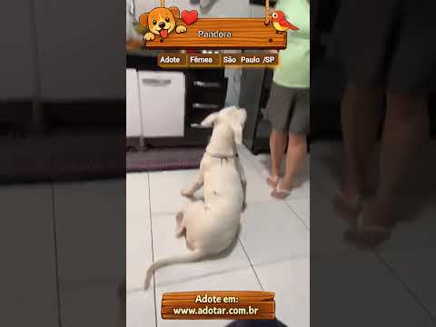 Vídeo de Pandora