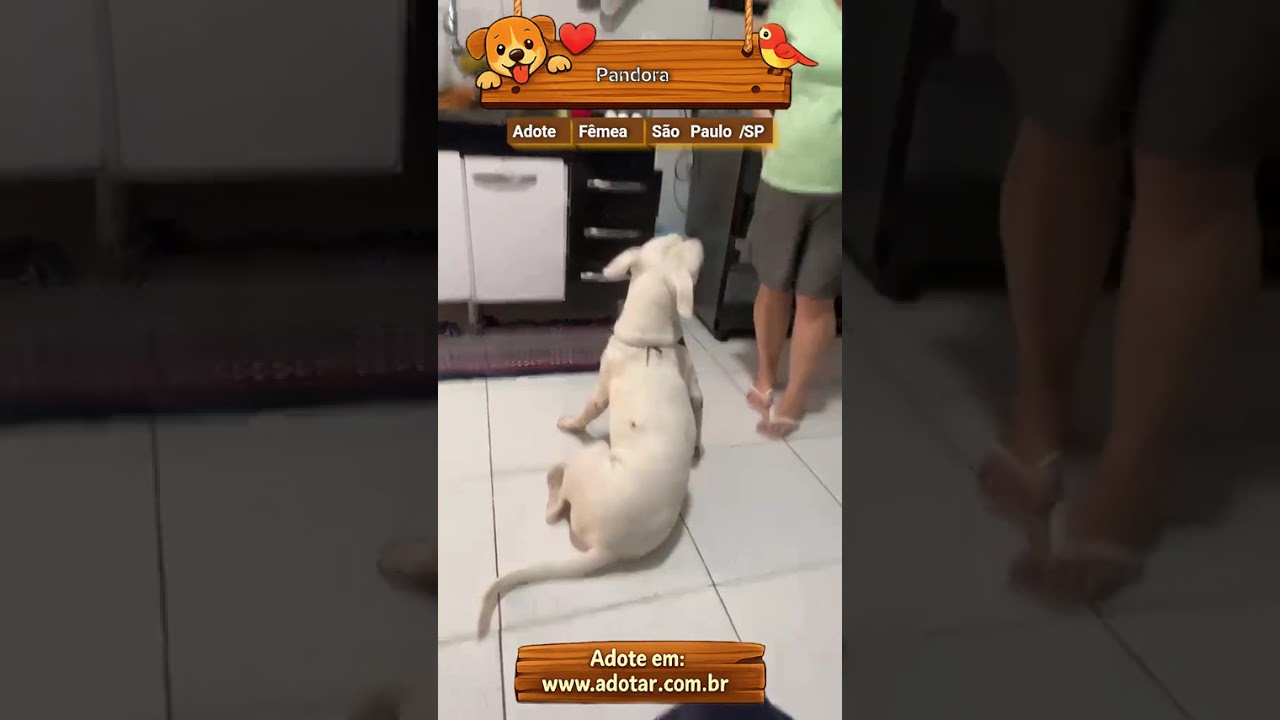Cachorro raça Pit-Bull idade 2 anos nome Pandora