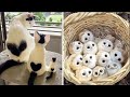 Cute Baby Animals Videos Compilation | Funny and Cute Moment of the Animals #31 - Cutest Animals