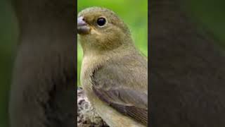 Melhor Canto Tui Tui Com Fibra e Chuva #Shorts