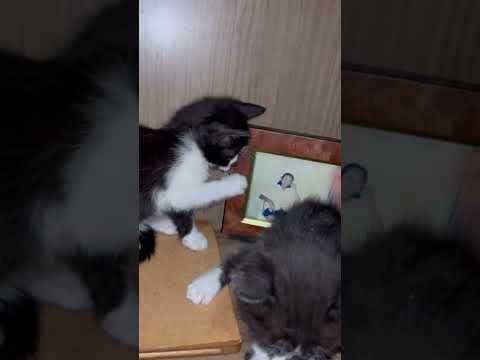 Vídeo de duas frajolas 