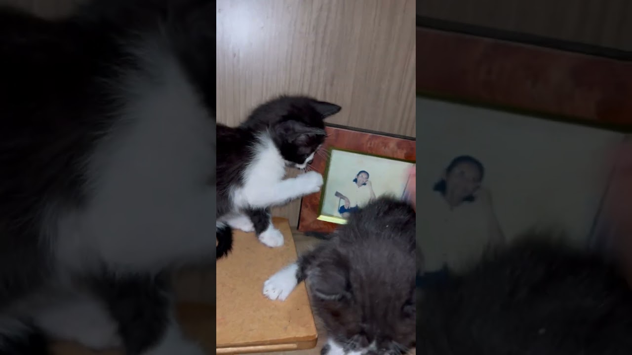 Gato raça SRD-ViraLata idade 2 a 6 meses nome duas frajolas 