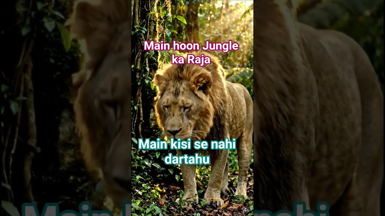 Raja hoon main .#shortsviral #youtubesearching #viralyoutubevideo #lion #viralshorts #youtubeviral.