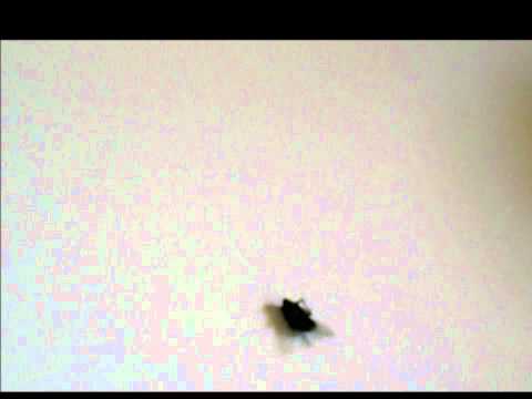 Fly break-dancing fly (tragic ending)