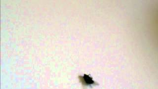 Fly break-dancing fly (tragic ending)