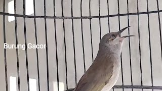 Download lagu Masteran Cucak Kombo Full Tembakan rapat Durasi Panjang Untuk Isian Murai, Cendet #cucakkombo65 mp3