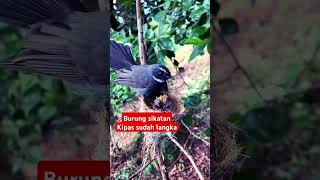 Download lagu Sudah sangat langka burung sikatan kipas #birds #aviarysederhana #birdsounds #aviaryminimalis mp3