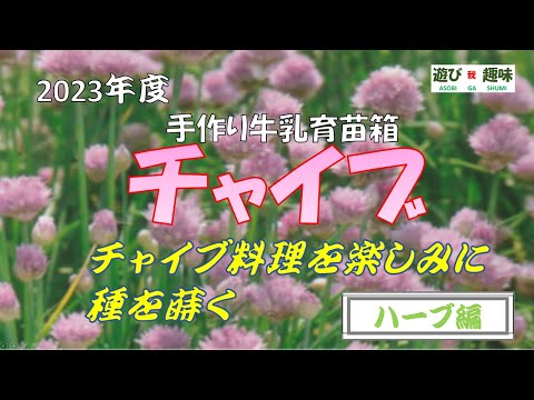 チャイブの種まき: 最良のヒント 植物