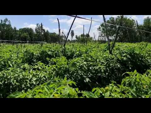 Wonderful results in tomato 🍅 amazing agriculture products WINFINITH 🔥 CONTACT  WHATSAPP:9743806475