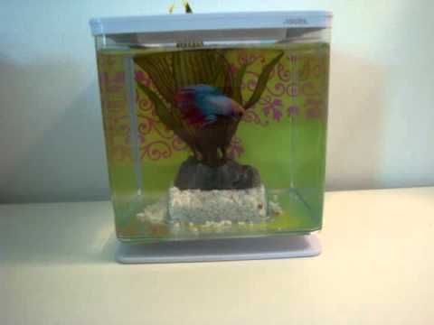 Betta Fish Facts and Tips