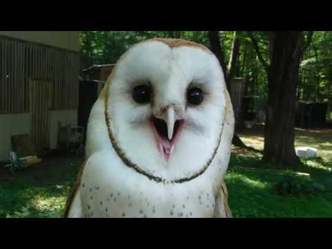 Barn Owl or Feather Banshee?