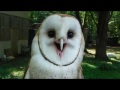 Barn Owl or Feather Banshee?