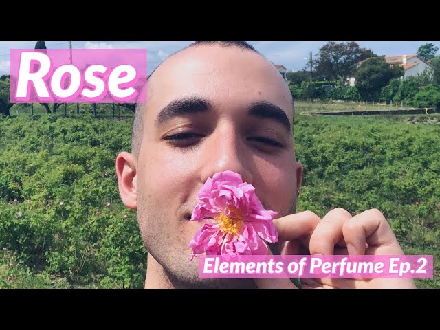 הגיית וידאו של Rosa damascena בשנת אנגלית