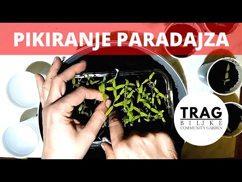 PIKIRANJE PARADAJZA - ZAŠTO I KAKO?