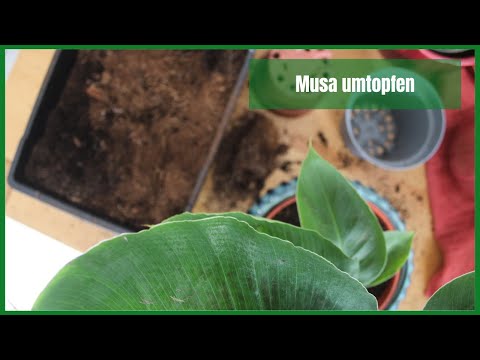 , title : 'Musa umtopfen | Plants 31'