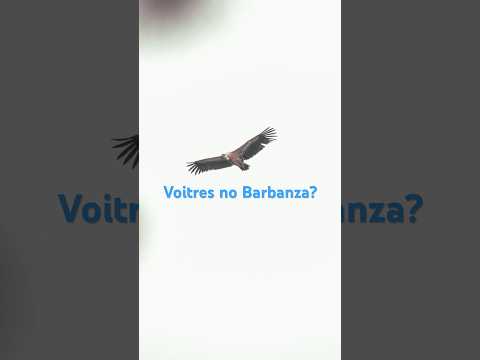 Vídeo: Voitres na serra do Barbanza?