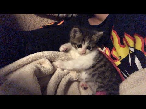 かわいすぎる子猫と添い寝