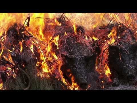 Fitur video album - Alko TV
