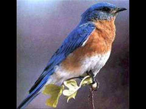 L'ULTIMO DEGLI UCCELLI (Adriano Celentano)